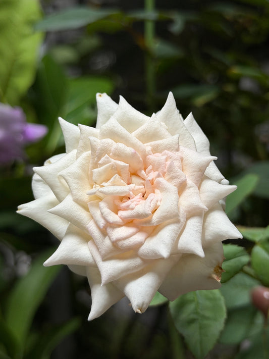 L’esprit de Fille — When a Rose Becomes a Feeling @ Yves Maiden Heart