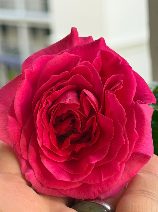 🌹 Kate — When Persistence Finally Blooms in Singapore’s Heat ❤️
