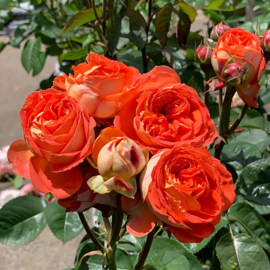 Arancia Rose - Loved by Growers and Florists!