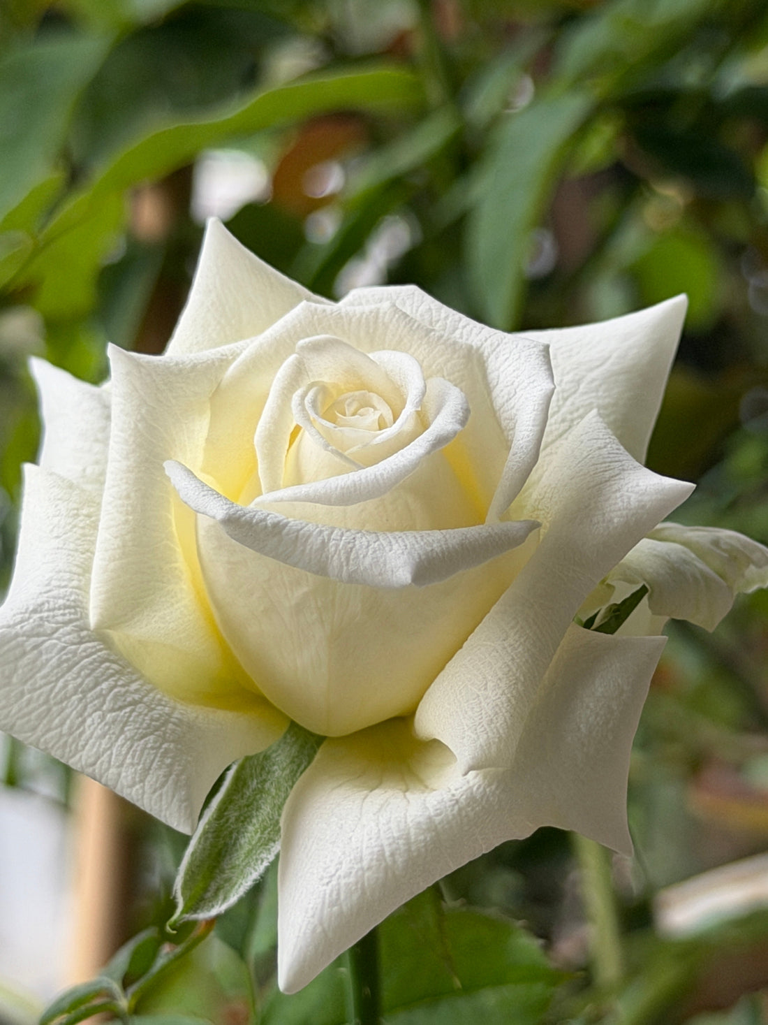 Pope John Paul II – Elegance That Defies the Heat