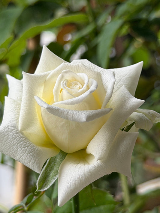 Pope John Paul II – Elegance That Defies the Heat