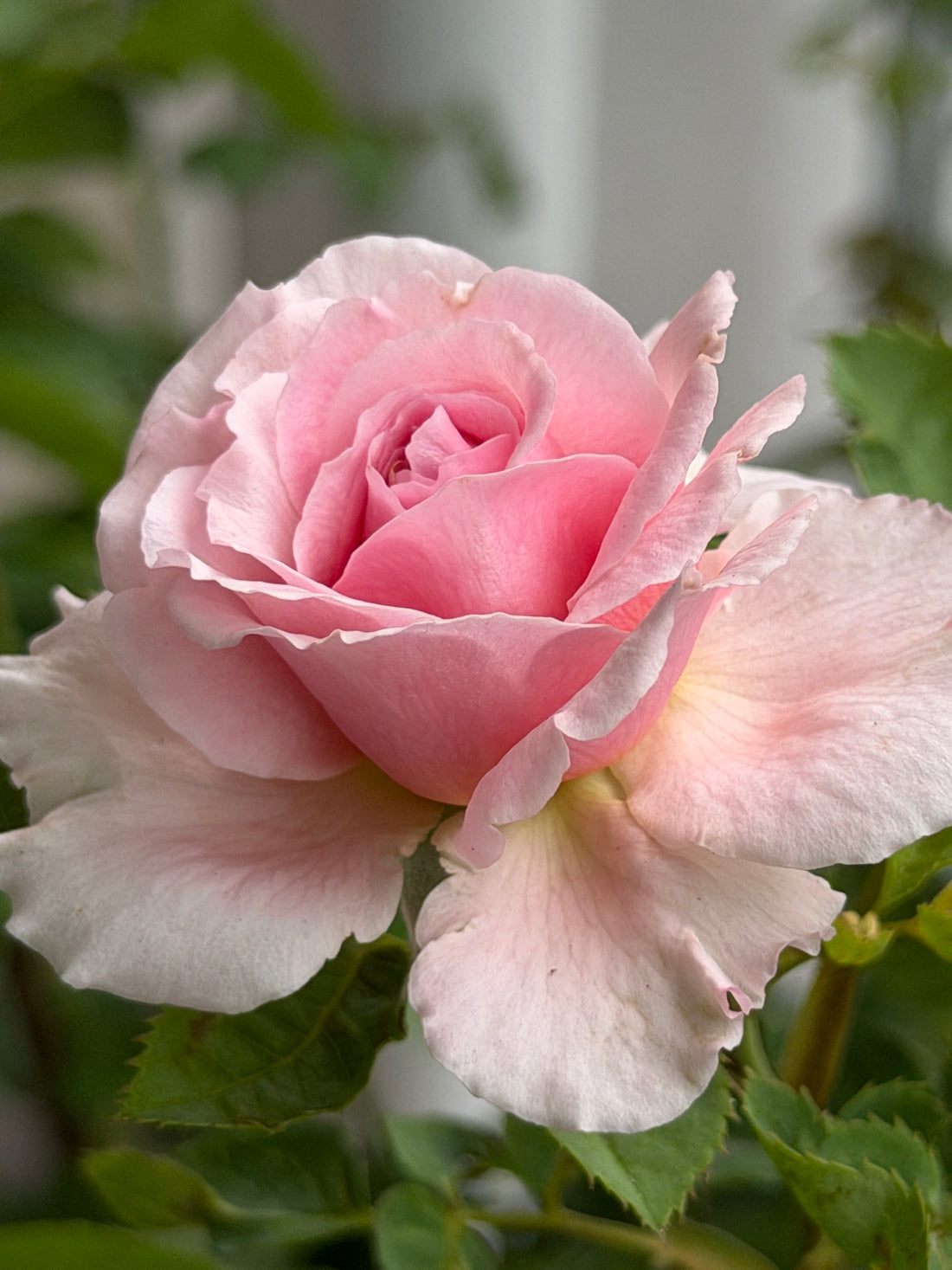 Bienvenue Rose – A Fragrant Climbing Beauty