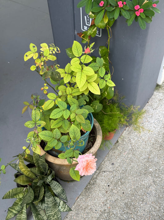 Thriving Roses in Tropical Climates with the a Pot on a Pot Technique