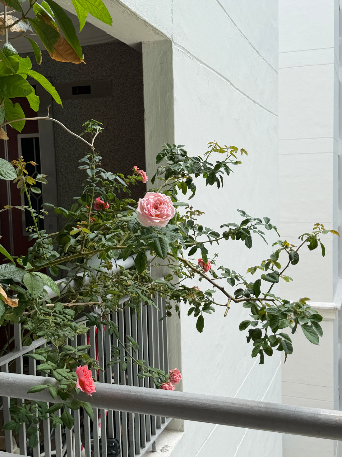 🌹 A Small Corridor Corner, A Big Rose Dream in Singapore ✨