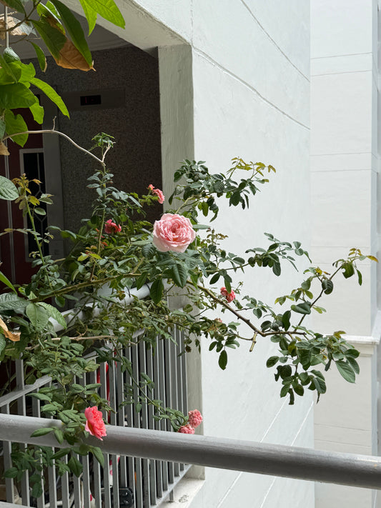 🌹 A Small Corridor Corner, A Big Rose Dream in Singapore ✨