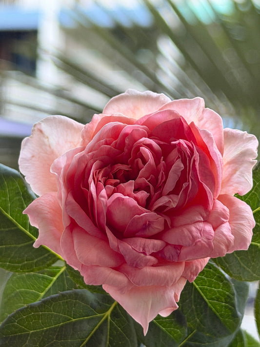 🌹 Abraham Darby – The Timeless English Rose That Captures Every Heart
