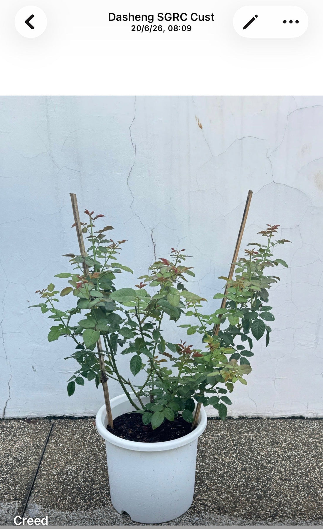 Growing Roses Successfully in Singapore – The Right Rose, The Right Pot, The Right Place