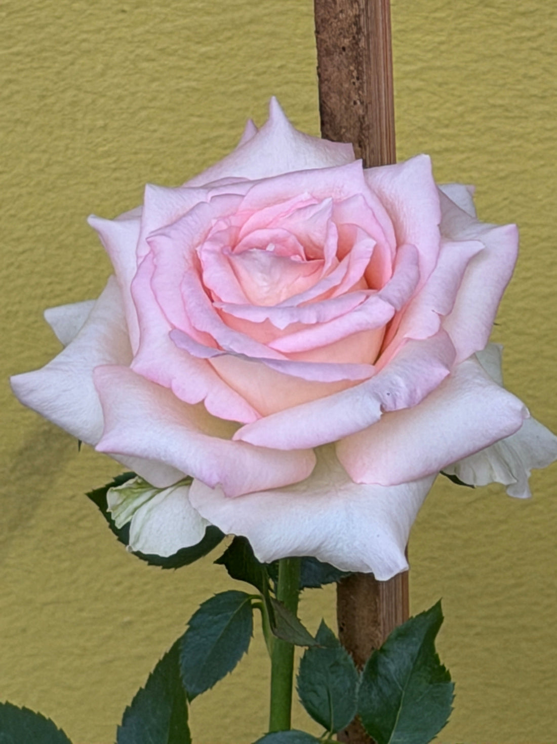 Every Rose I Grow Has a Story