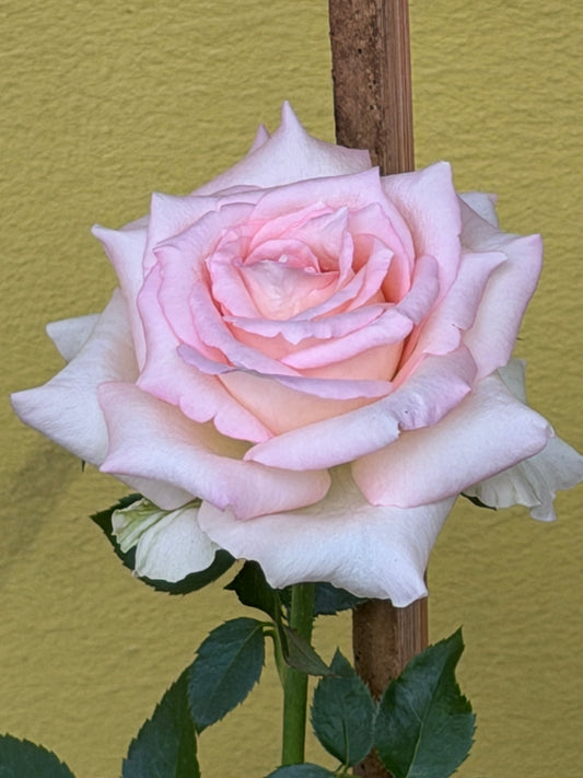 Every Rose I Grow Has a Story
