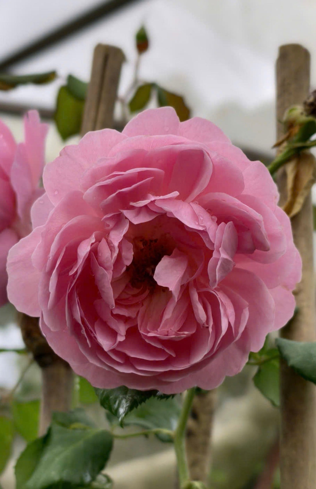 🌹 Maid Marion – A Graceful English Rose with the Soul of an English Garden