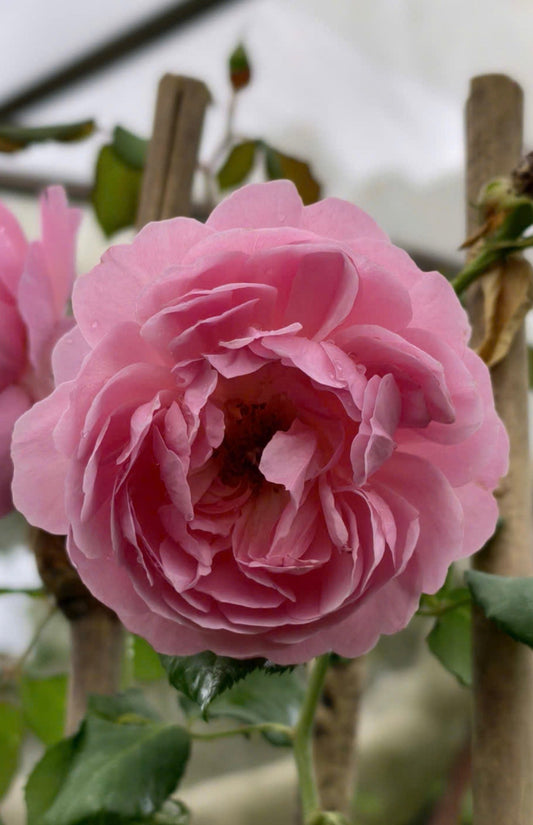 🌹 Maid Marion – A Graceful English Rose with the Soul of an English Garden