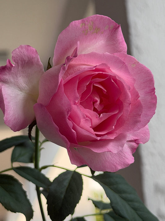Rien Rose – A Rose That Beginners Can Truly Succeed With in Singapore