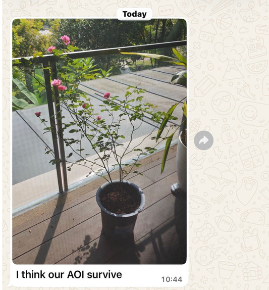 From Near Death to Blooming Again – Another Rose Recovery Story from SG Rose Corner 🌹
