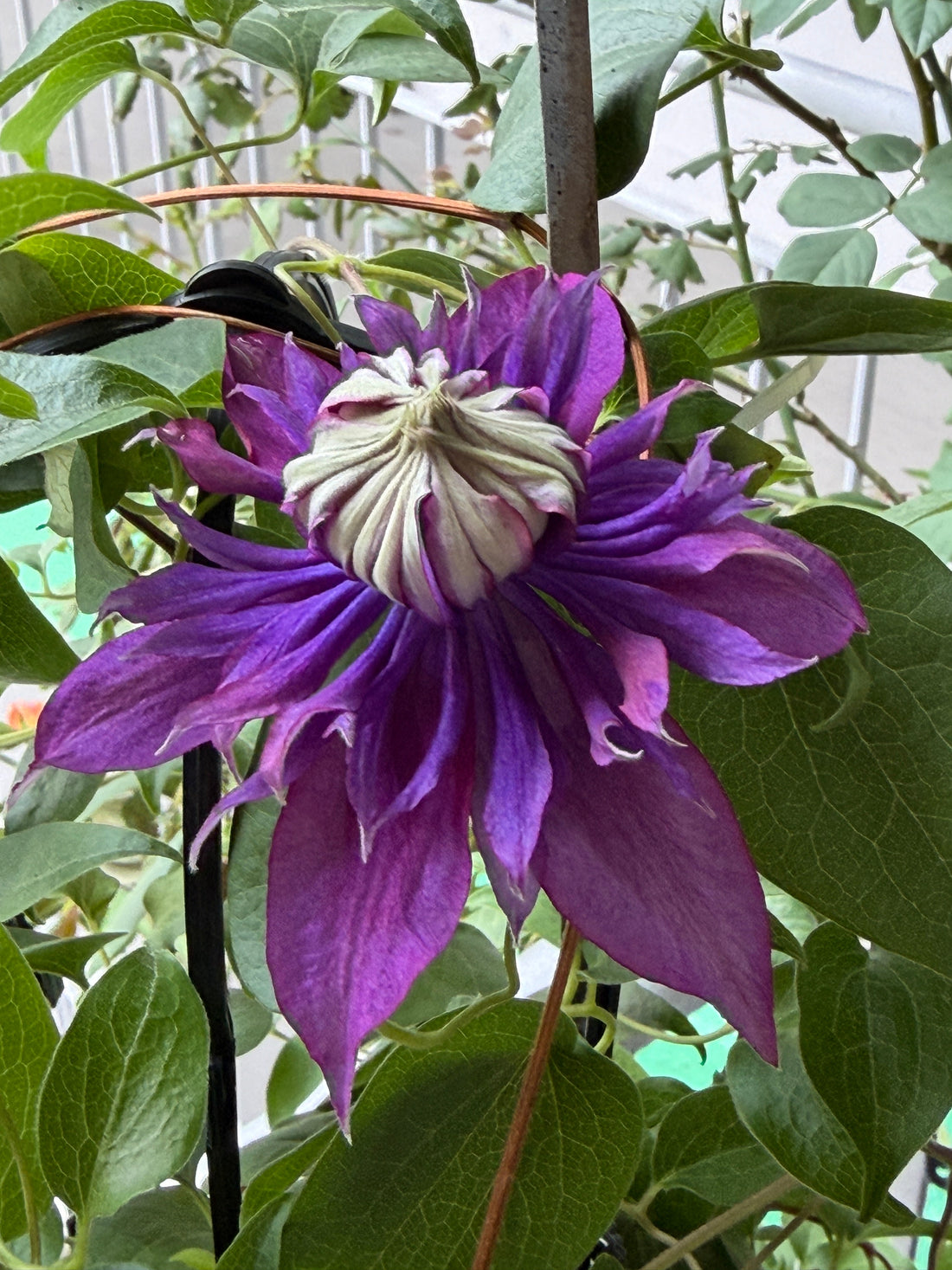 My First Experience Growing Clematis in Singapore