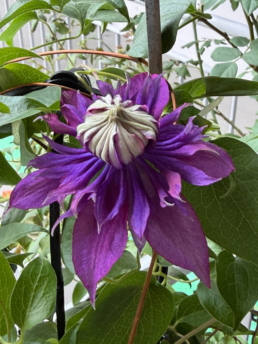 My First Experience Growing Clematis in Singapore