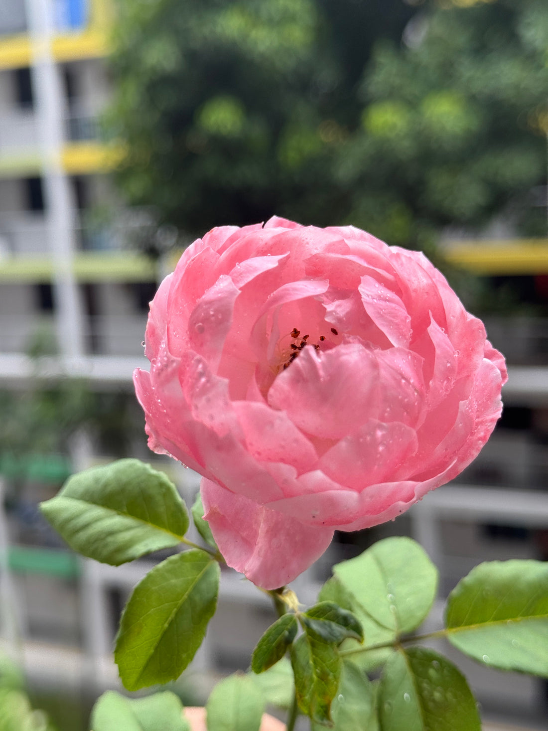 The Quiet Beauty of Growing Roses: When Blossoms Speak Louder Than Bouquets