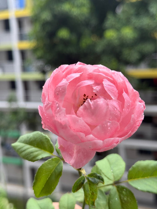 The Quiet Beauty of Growing Roses: When Blossoms Speak Louder Than Bouquets