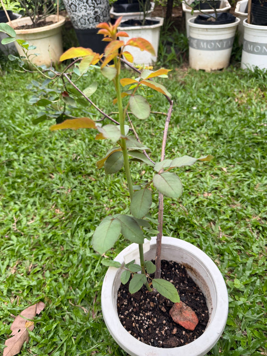 🌹 Ivor – The Quiet Strength of an Air Layering Rooted Rose