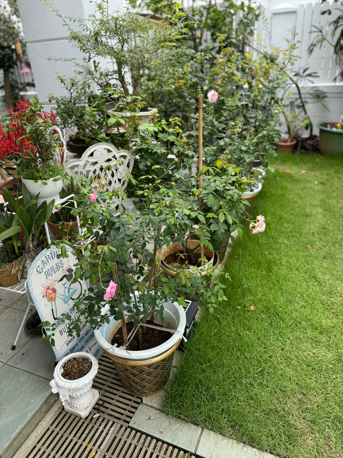 🌸 Professional Rose Garden Maintenance in Singapore – Healthy, Blooming, Worry-Free