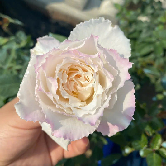 🌹 LE BLANC — DELICATE AT FIRST SIGHT, UNFORGETTABLE ONCE YOU SMELL IT 🤍