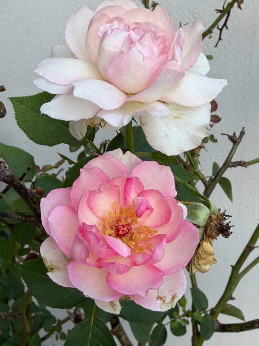 🌹 MARTHA — A rose of gentle beauty, with extraordinary strength within.