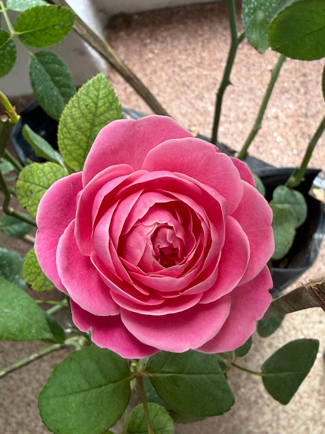 Dream Light (original Japanese name: Yume Akari) – The Dreamlike and Pure Beauty in Every Petal