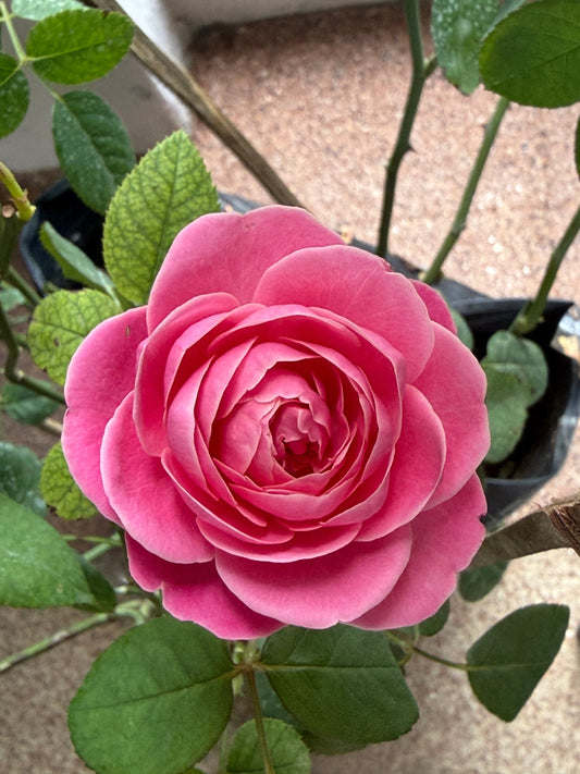 Dream Light (original Japanese name: Yume Akari) – The Dreamlike and Pure Beauty in Every Petal