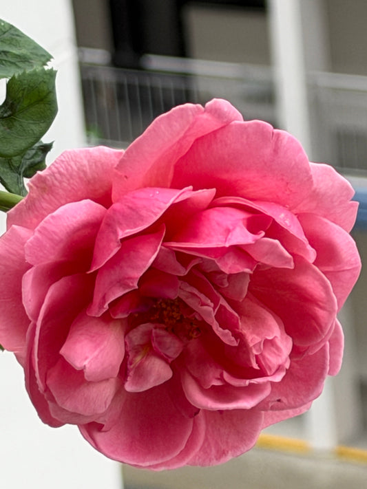 👑 Princess Alexandra of Kent — A Rose of Royal Elegance 🌸