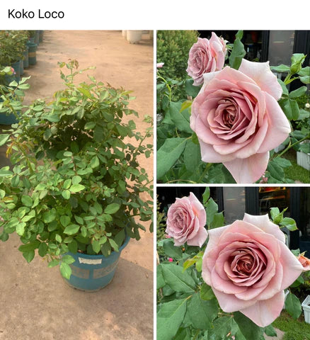 The Superior Beauty of Potted Roses from SG Rose Corner: The Perfect Choice for Rose Lovers