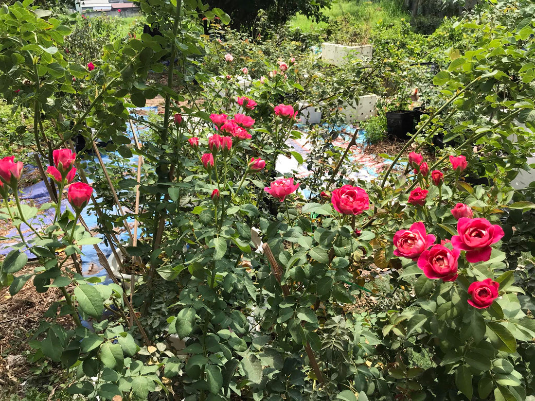 Real Testing Before Any Rose Goes on the Website