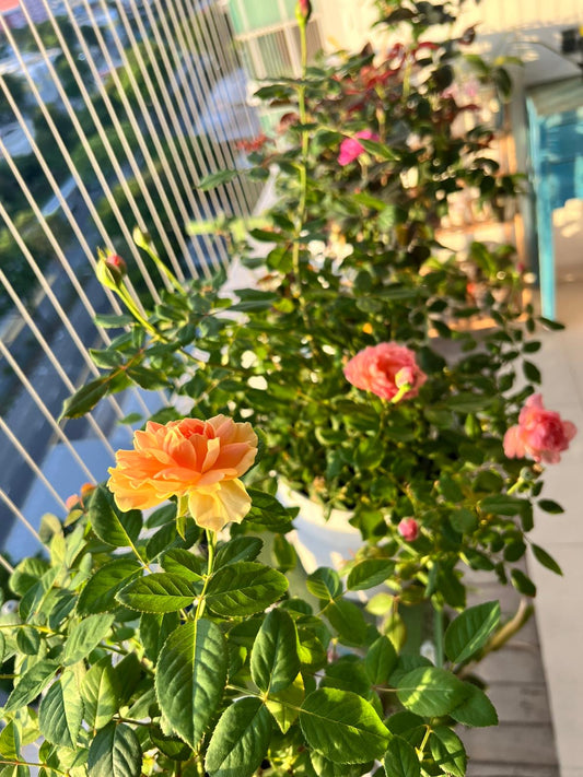 Customer Feedback After 6 Months of Growing Own Root Roses 🌹