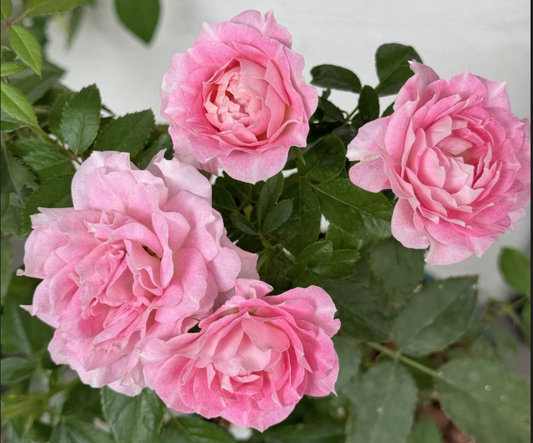 Unlocking the Secrets to a Beautiful Rose Garden 🍀🌹