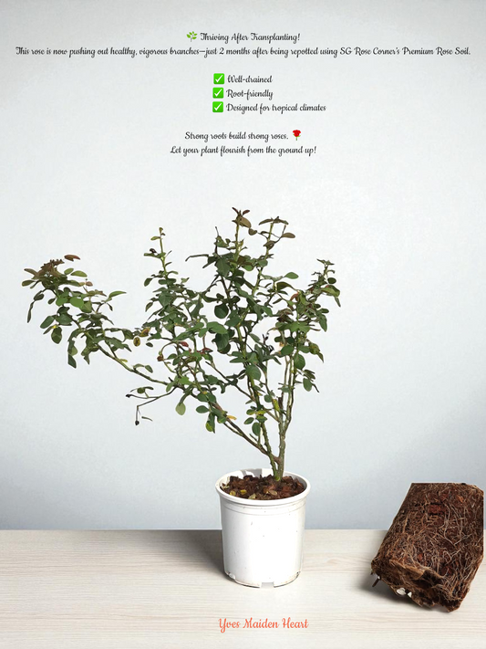 The Secret to Thriving Roses: It Starts with the Right Potting Mix