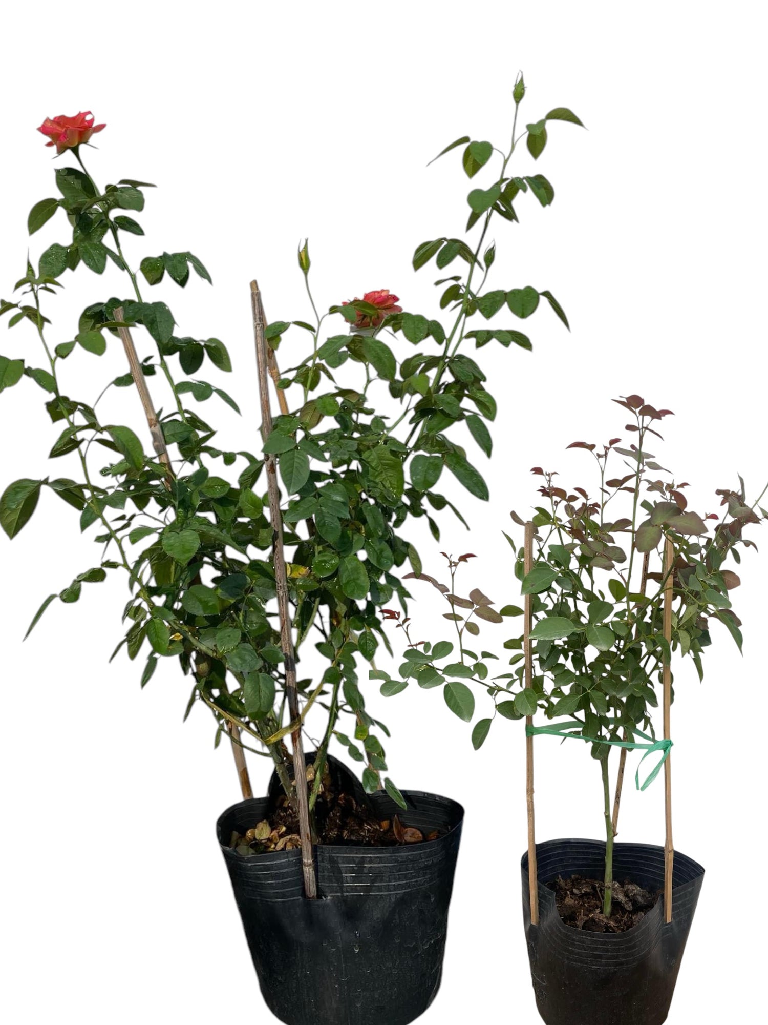 Own Root Rose Plant