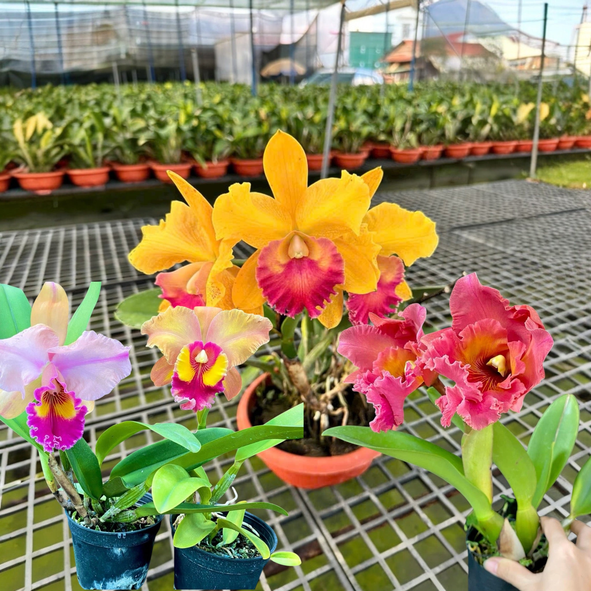 The Elegance Orchid Collection – SG Rose Corner