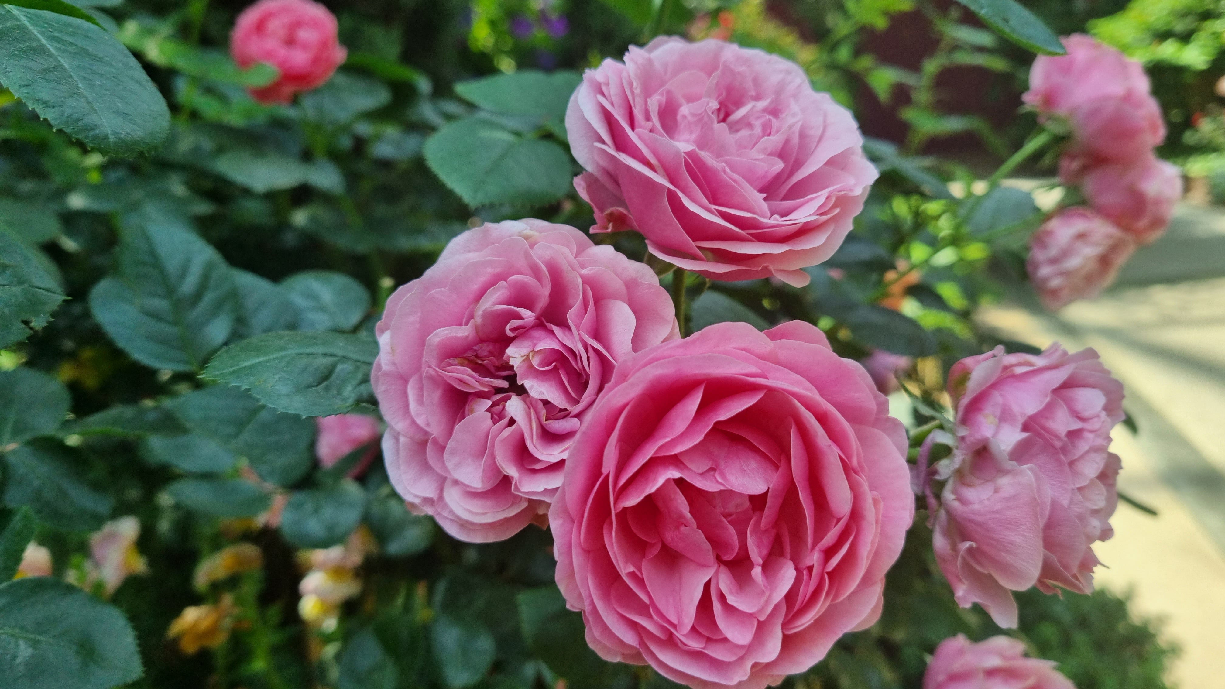 Rose plants for sale in Singapore SG Rose Corner