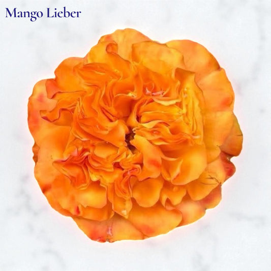 Mango Lieber