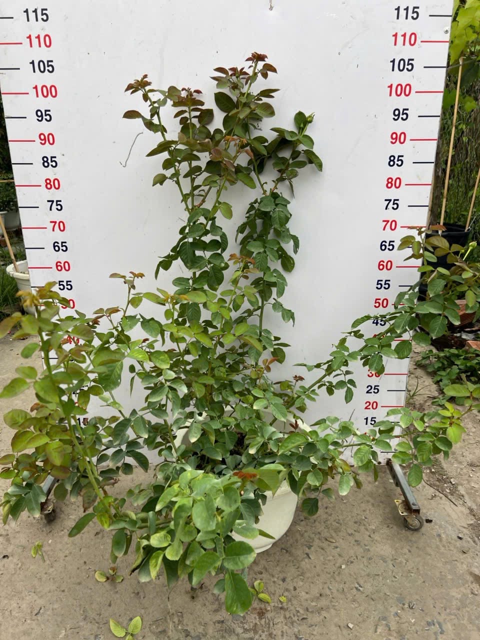 Bienvenue- Own Root Rose Plant
