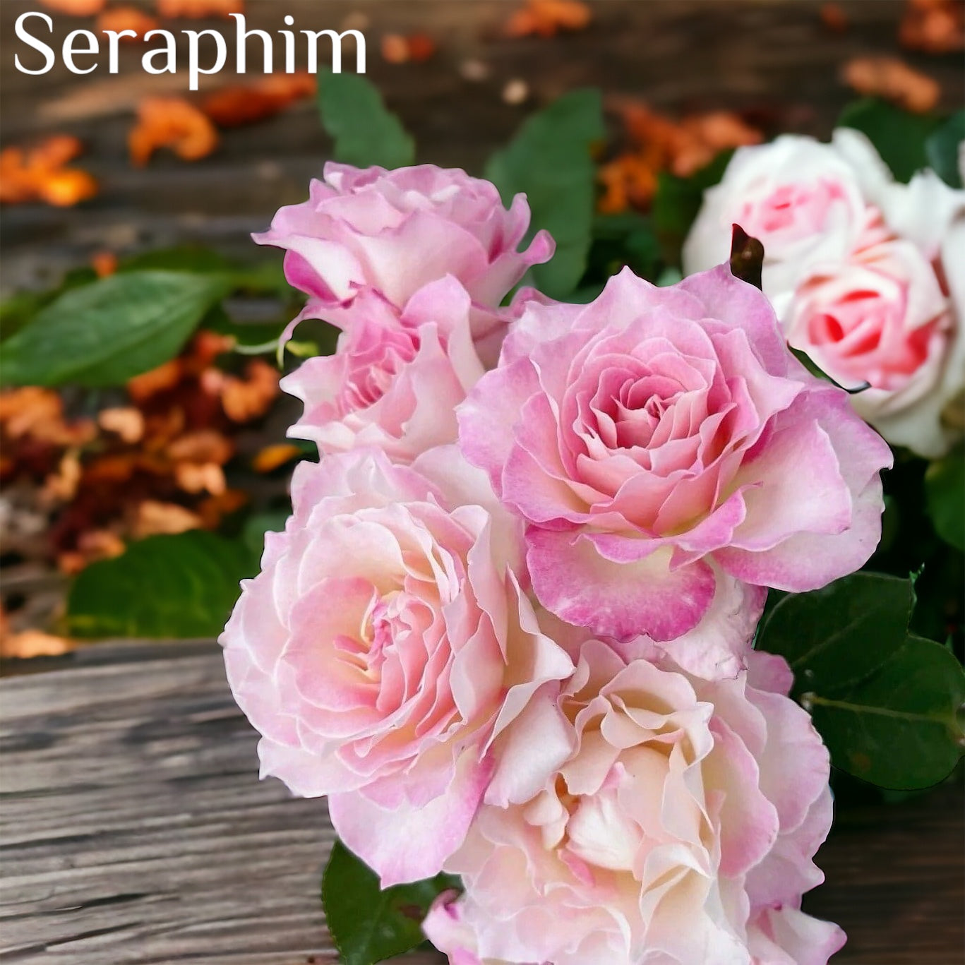 Sg Roses Design Collections – SG Rose Corner