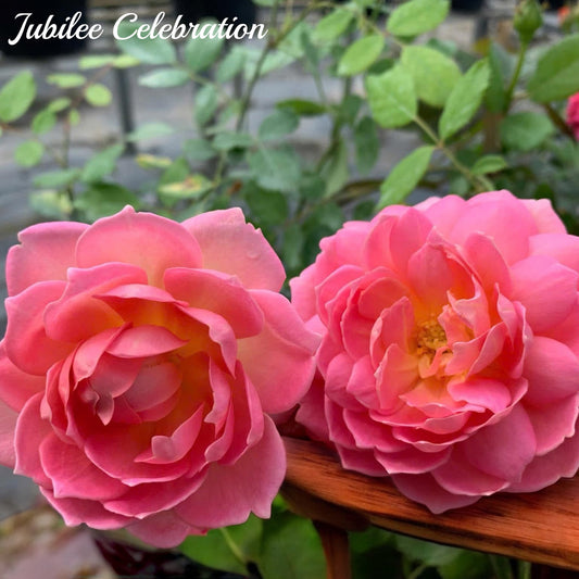 Jubilee Celebration