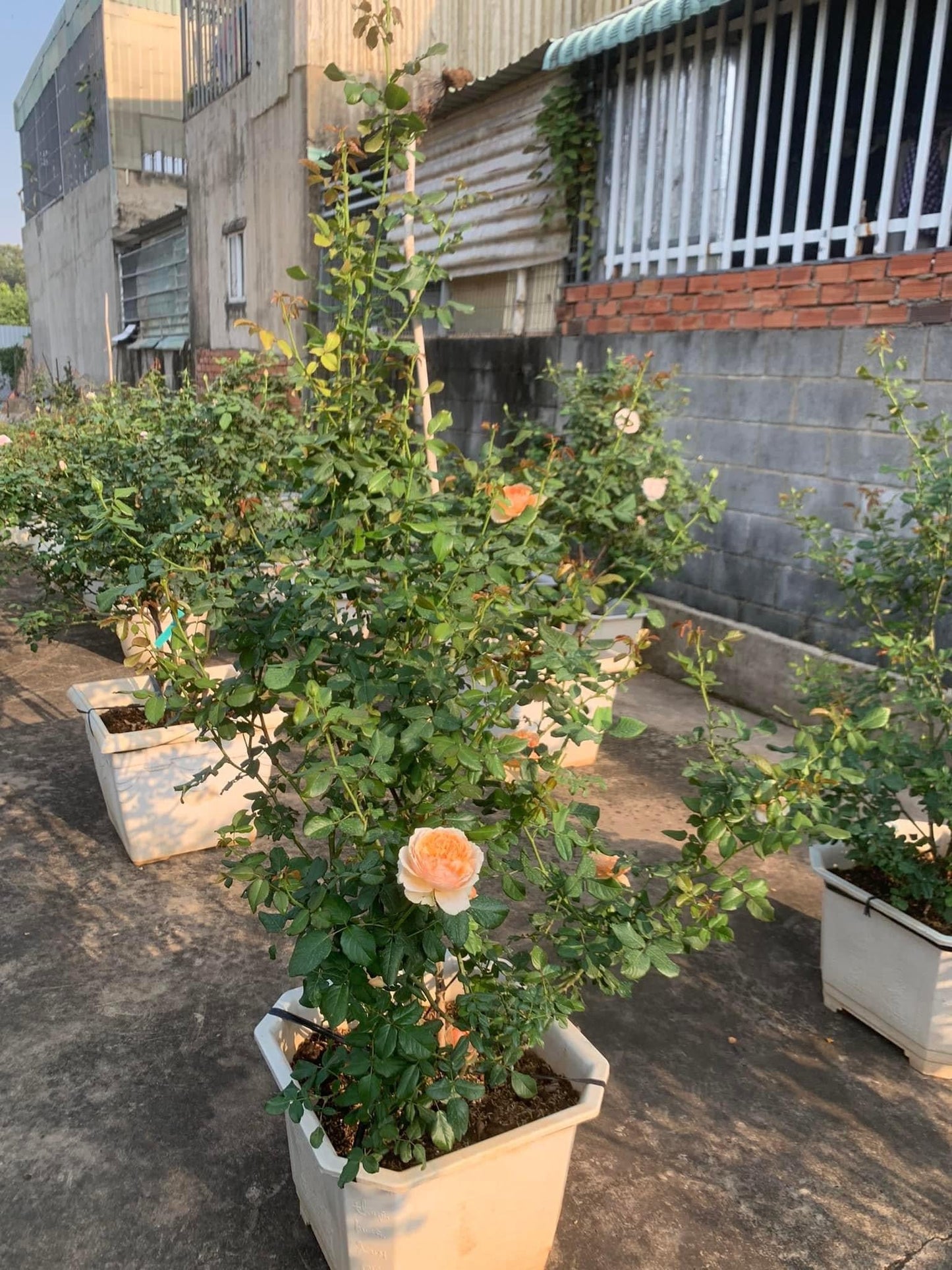 Masora- Potted Rose Plant ( Extra Medium Size)