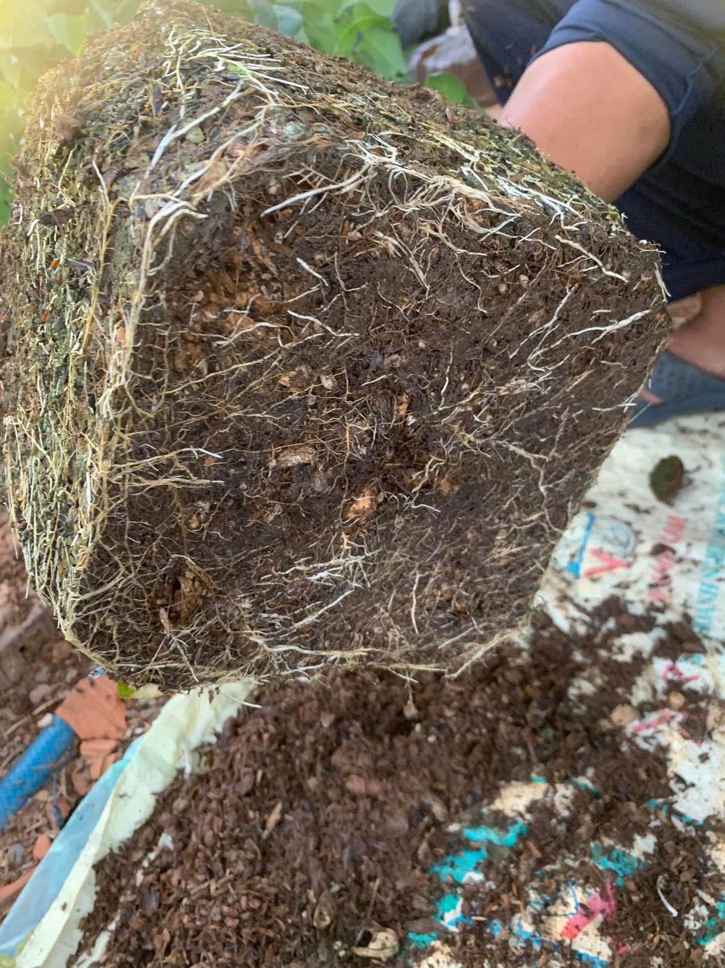 Mixed Potting Soil for Roses