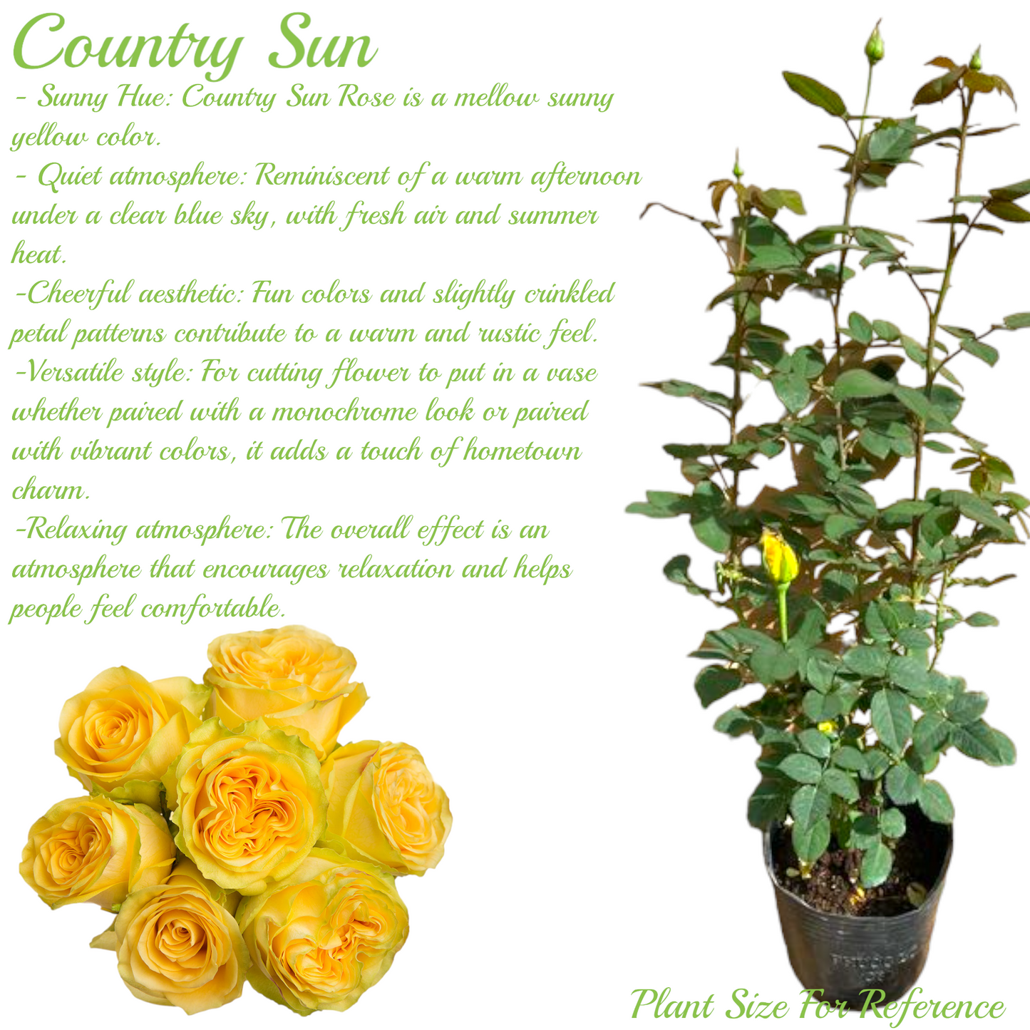 Country Sun