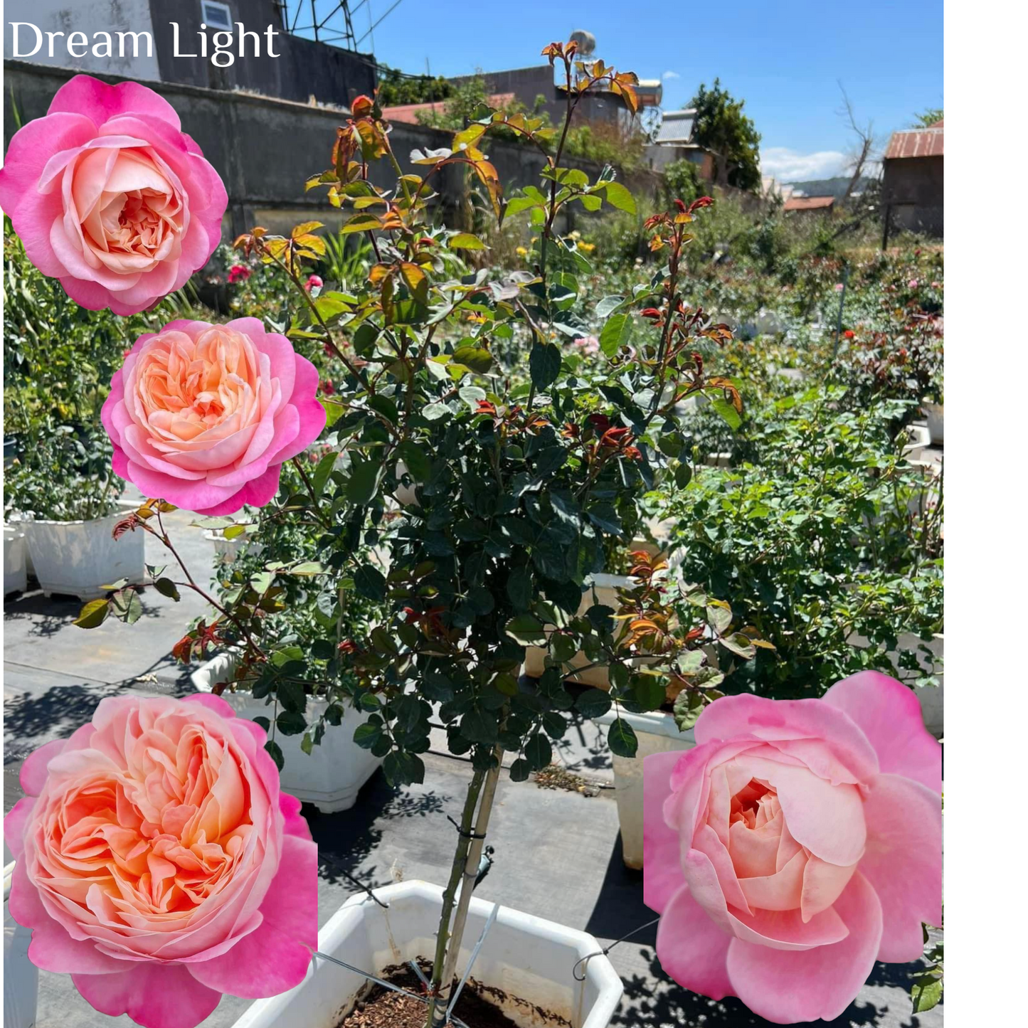 Tree Rose Dream Light