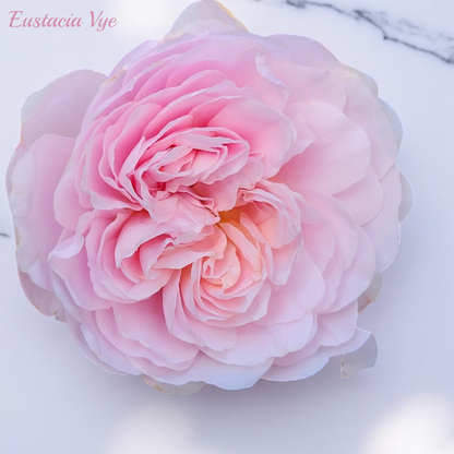 Eustacia Vye