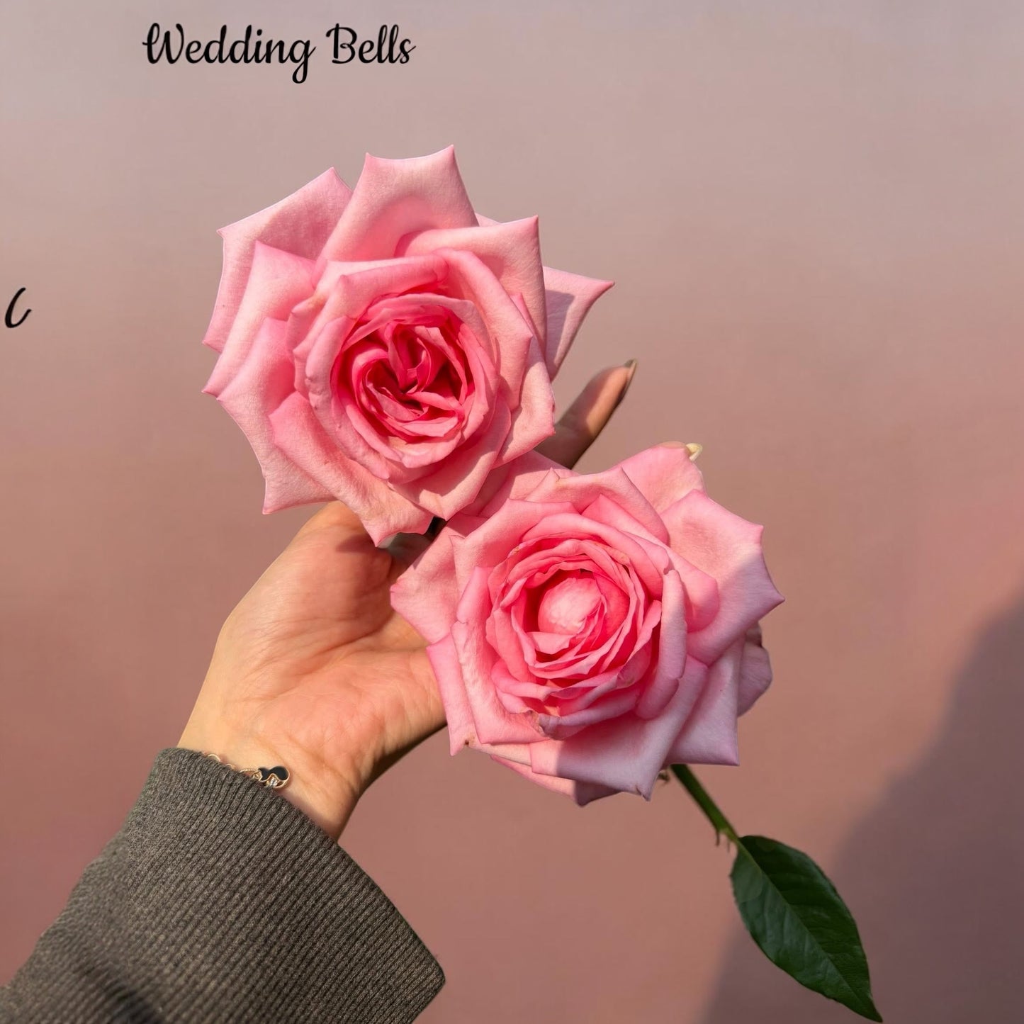 Wedding Bells