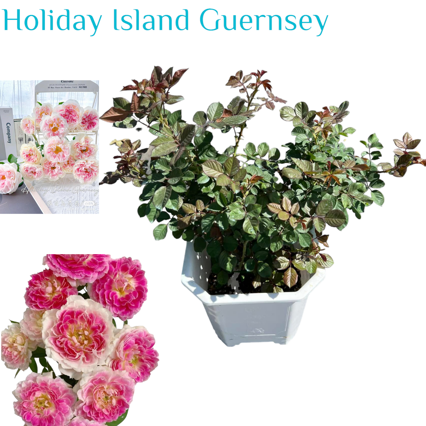 Holiday Island Guernsey