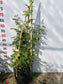 Don Juan (Own Root Rose Plant )