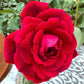 Don Juan (Own Root Rose Plant )
