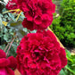 Don Juan (Own Root Rose Plant )